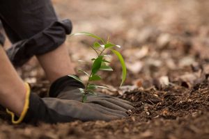 How Deep Do You Plant Peonies