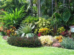 Tropical Flowering Shrubs