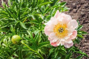 Do Peonies Change Color