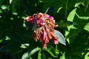 How to Care For Peony After Its Blooms Start to Fade