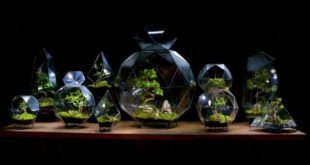 Eccentric Terrariums