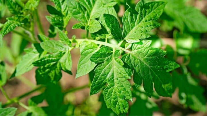 Yellow Spots on Tomato Plant Leaves – What’s Causing Them?