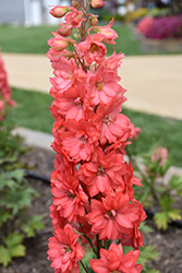 Red Lark Larkspur (Delphinium 'Red Lark') at Canadale Nurseries