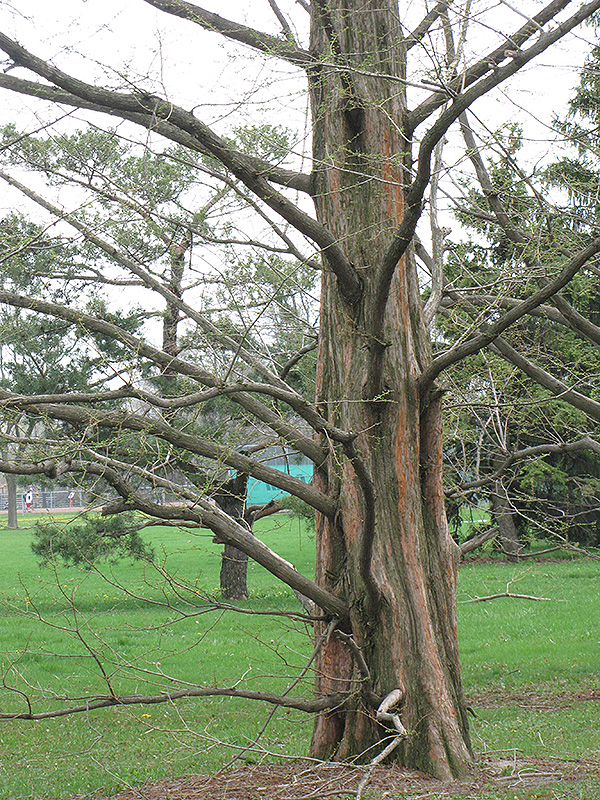 Dawn Redwood (Metasequoia glyptostroboides) in Wilmette Chicago ...