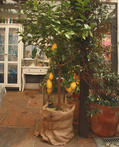 Mature Lemon Tree