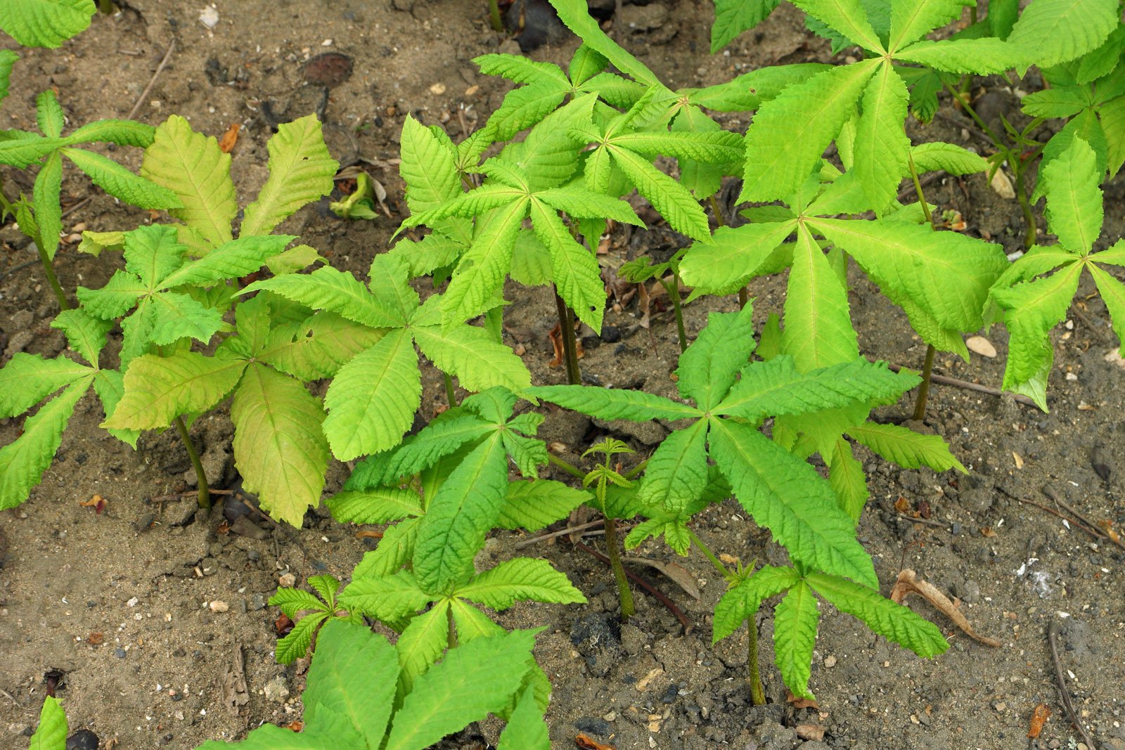 Aesculus hippocastanum