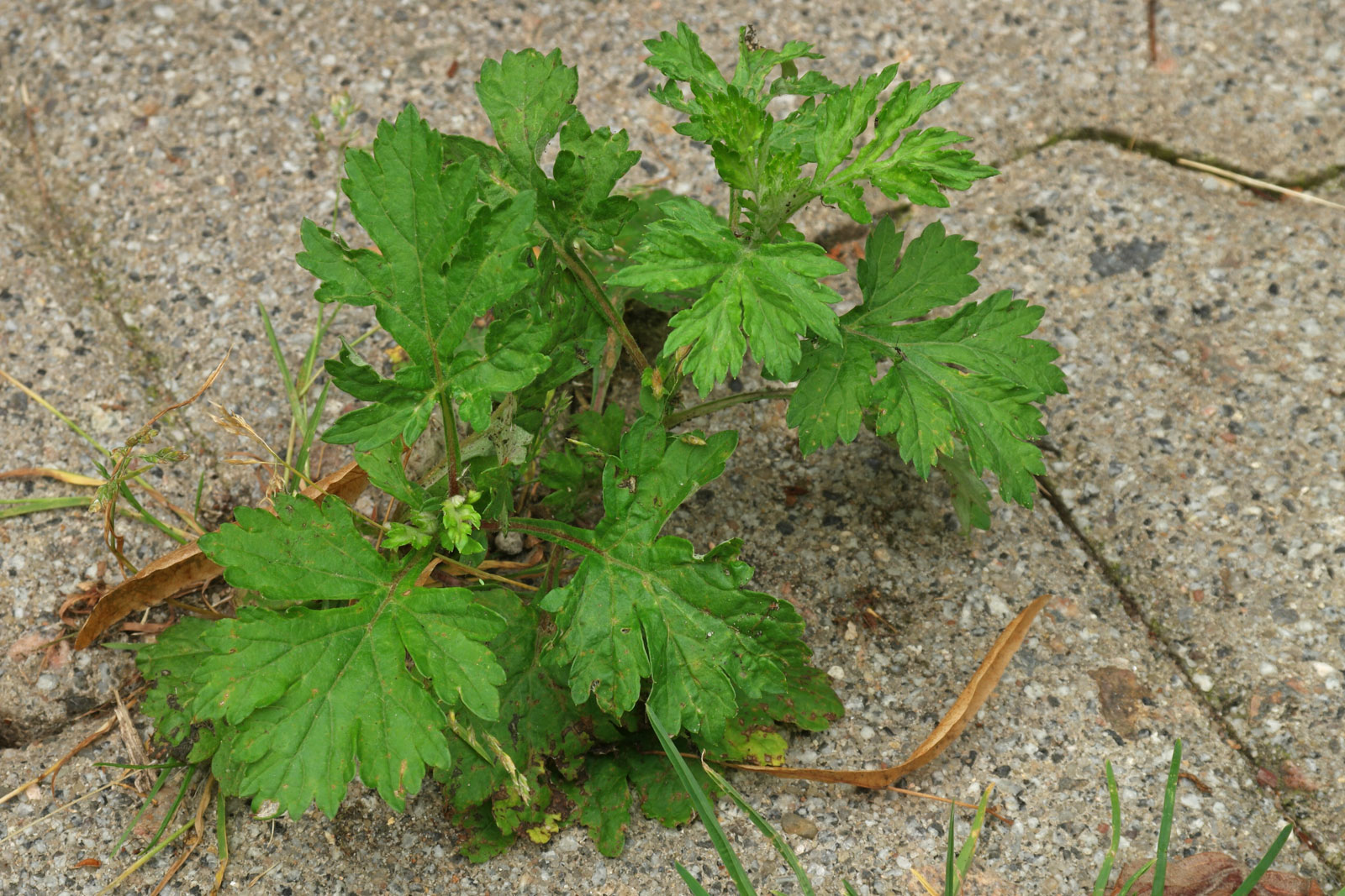 Artemisia vulgaris