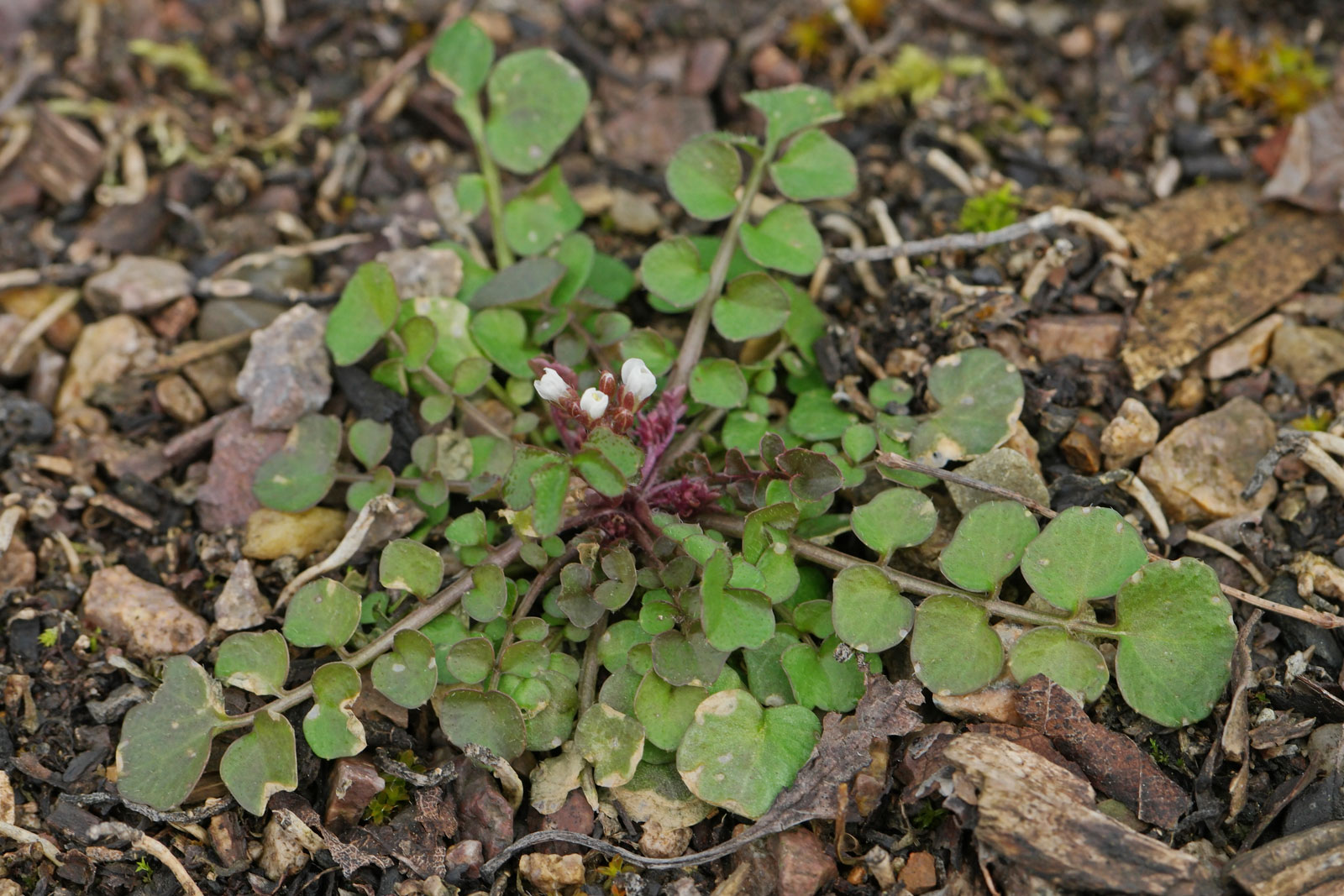 Cardamine hirsuta