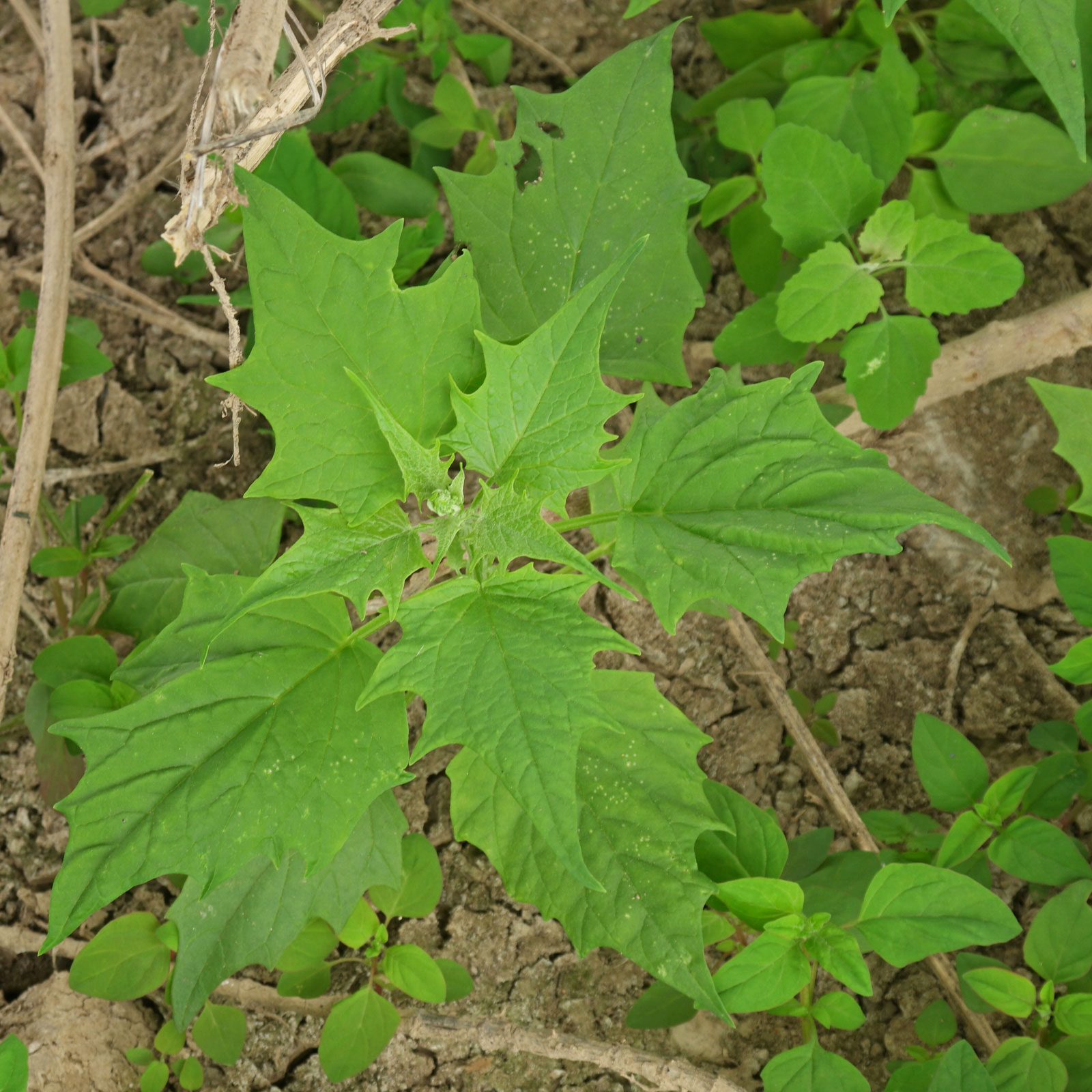 Chenopodiastrum hybridum