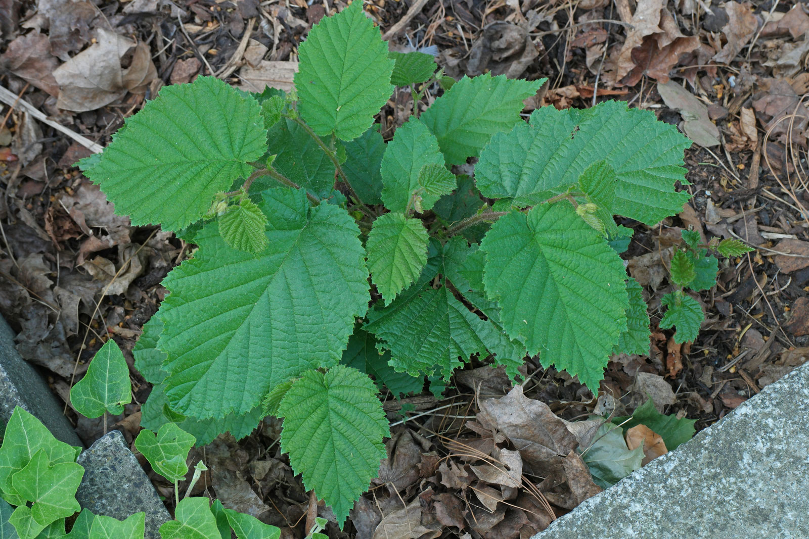 Corylus avellana