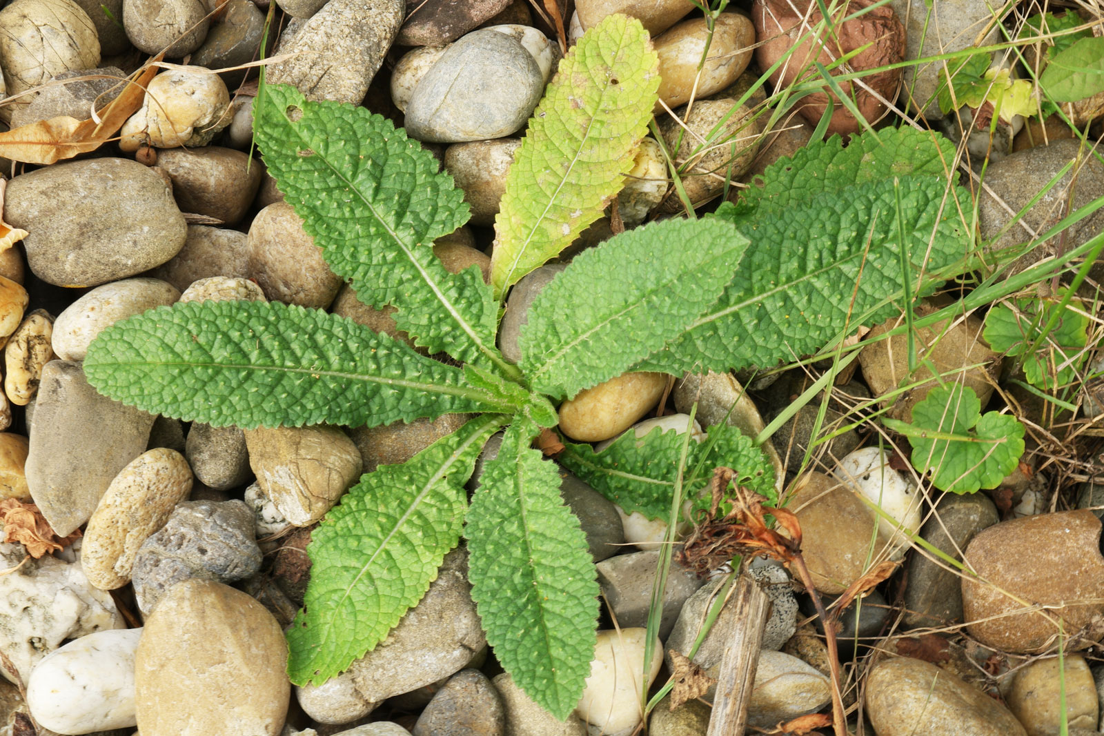 Dipsacus fullonum