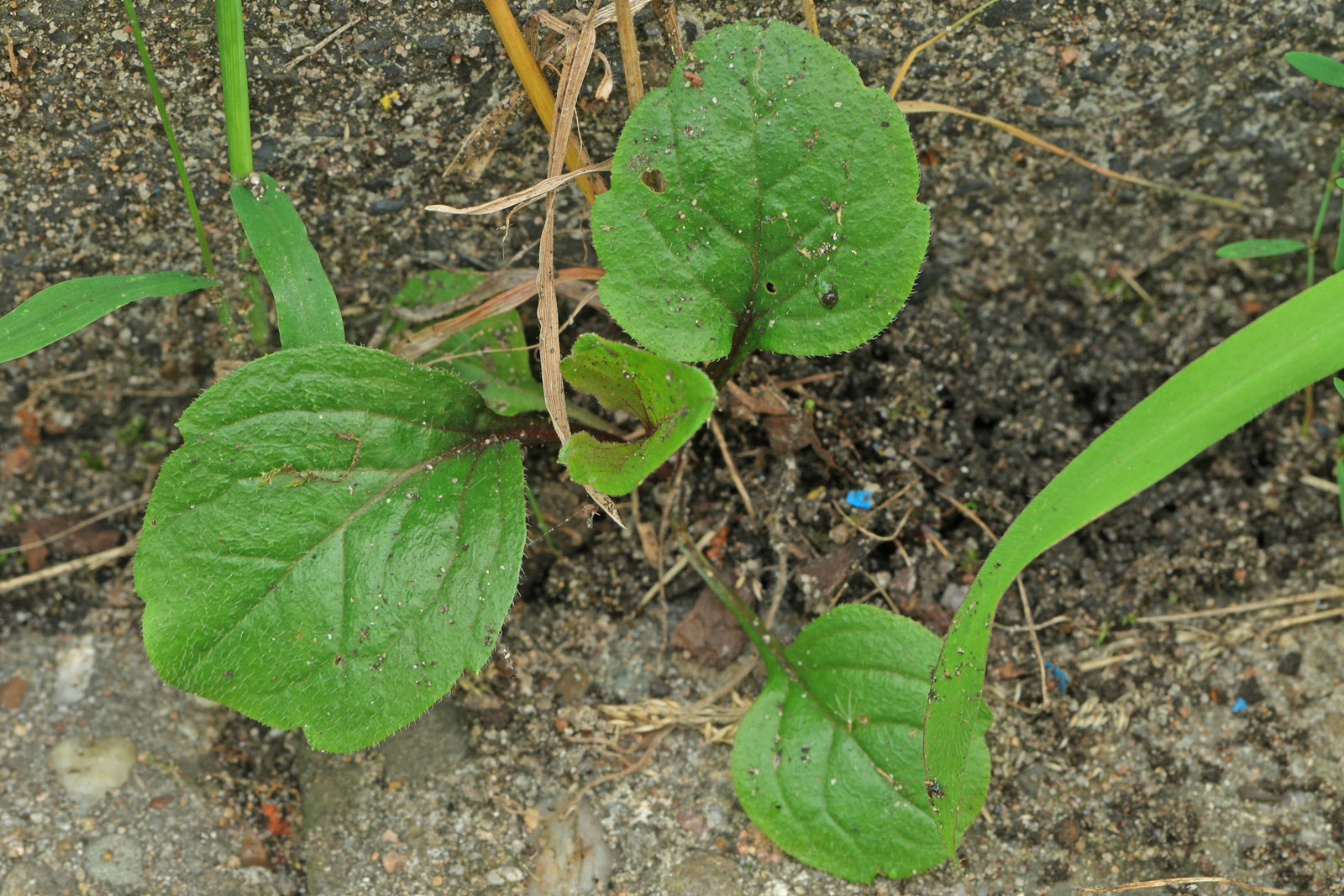 Erigeron annuus