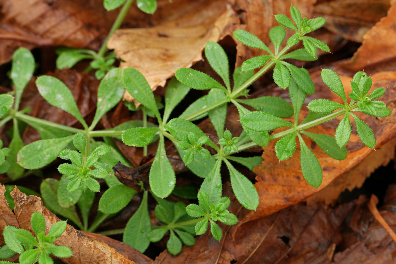 Galium aparine