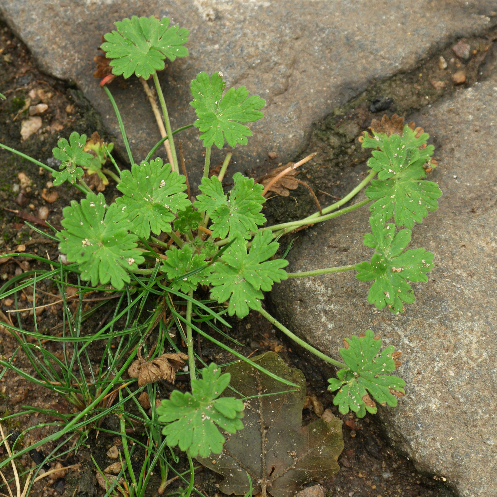 Geranium pyrenaicum