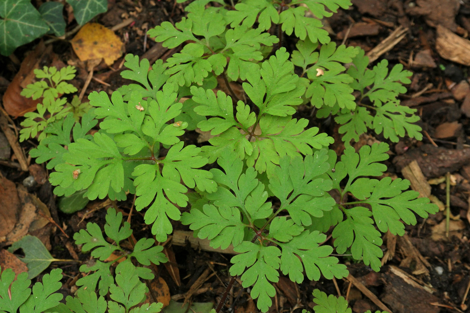 Geranium robertianum