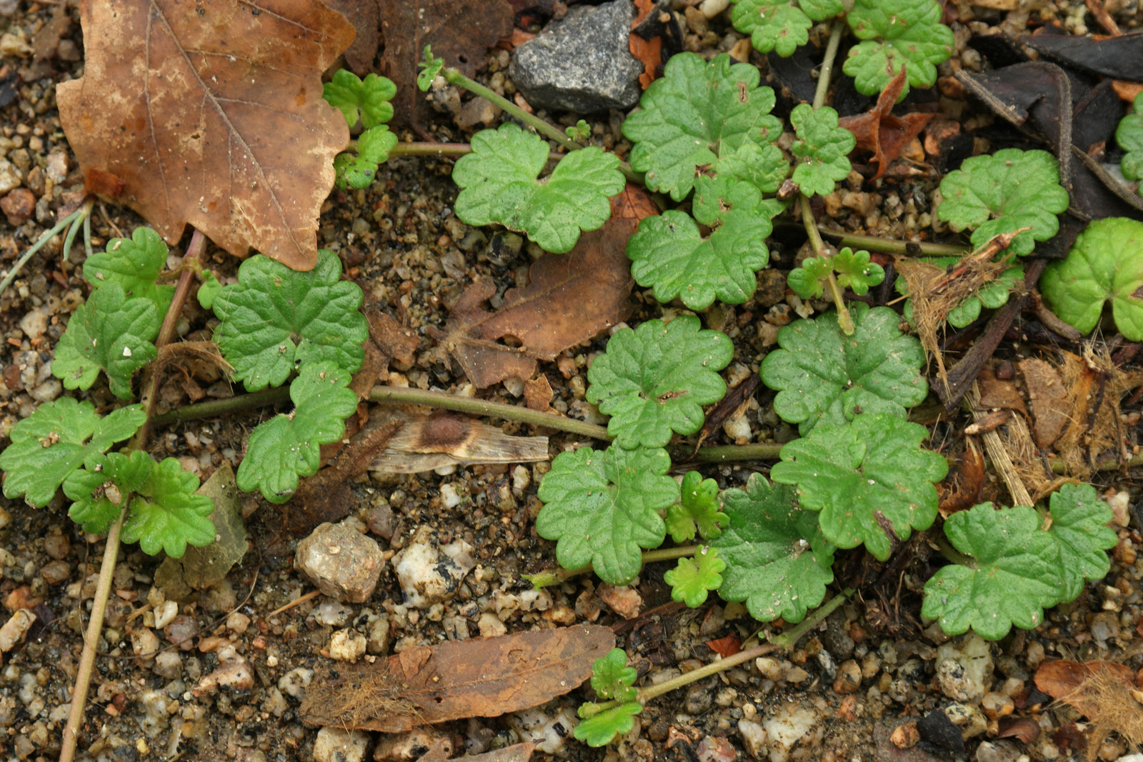 Glechoma hederacea