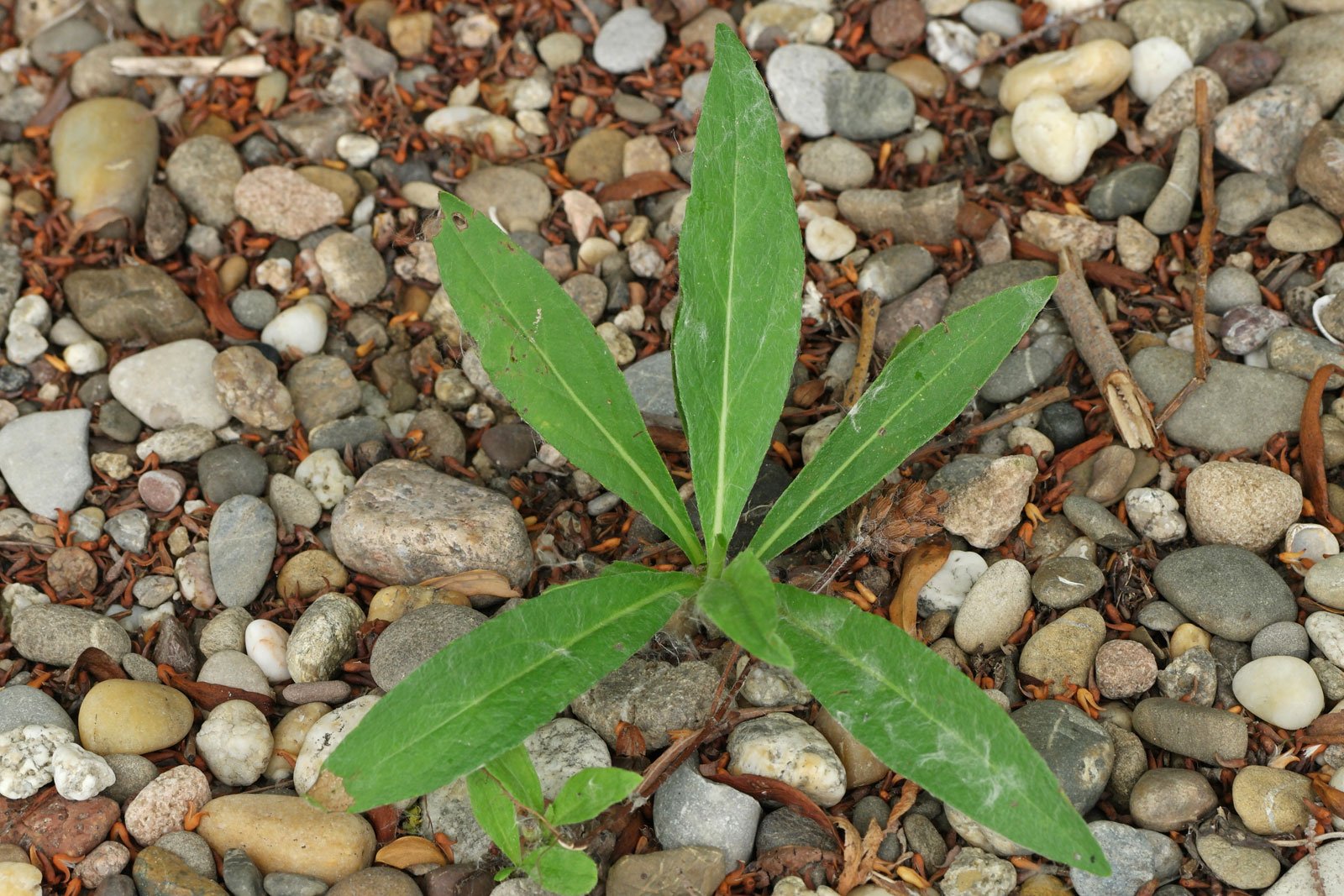 Inula britannica