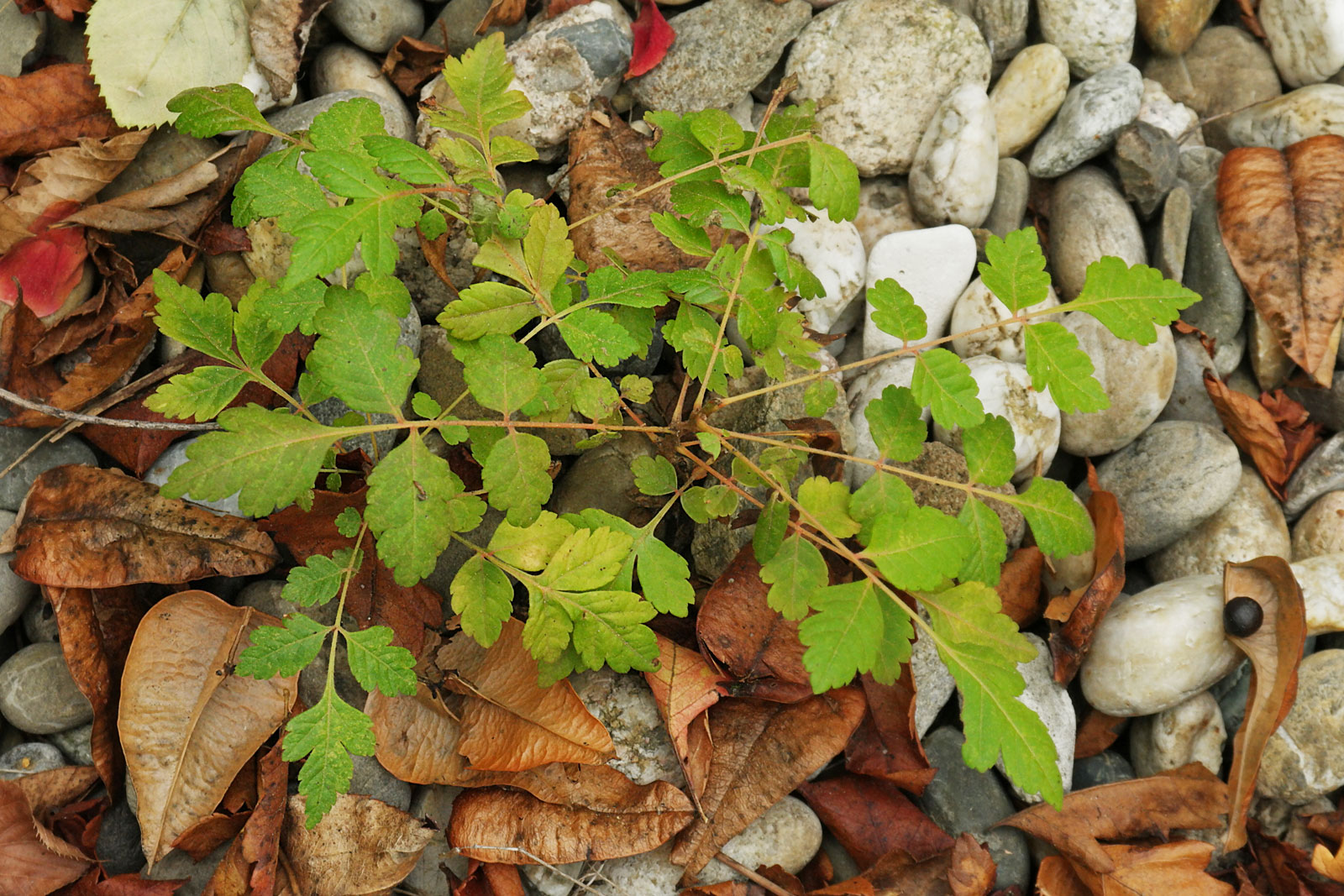 Koelreuteria paniculata