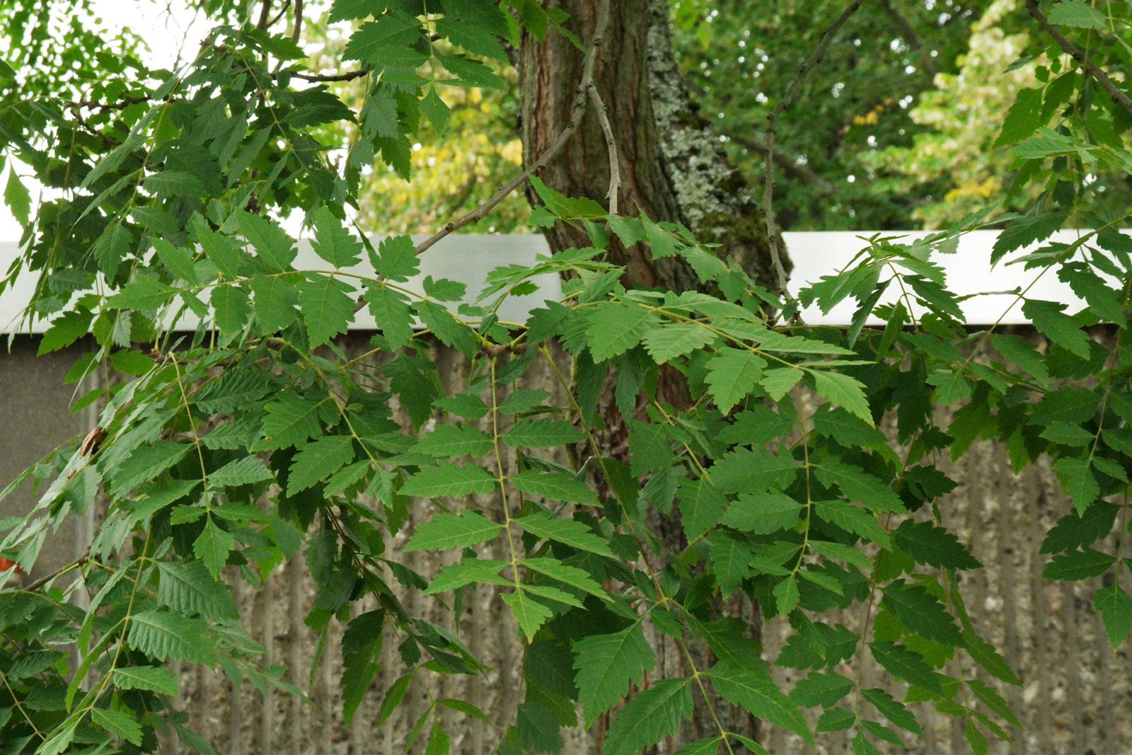 Koelreuteria paniculata