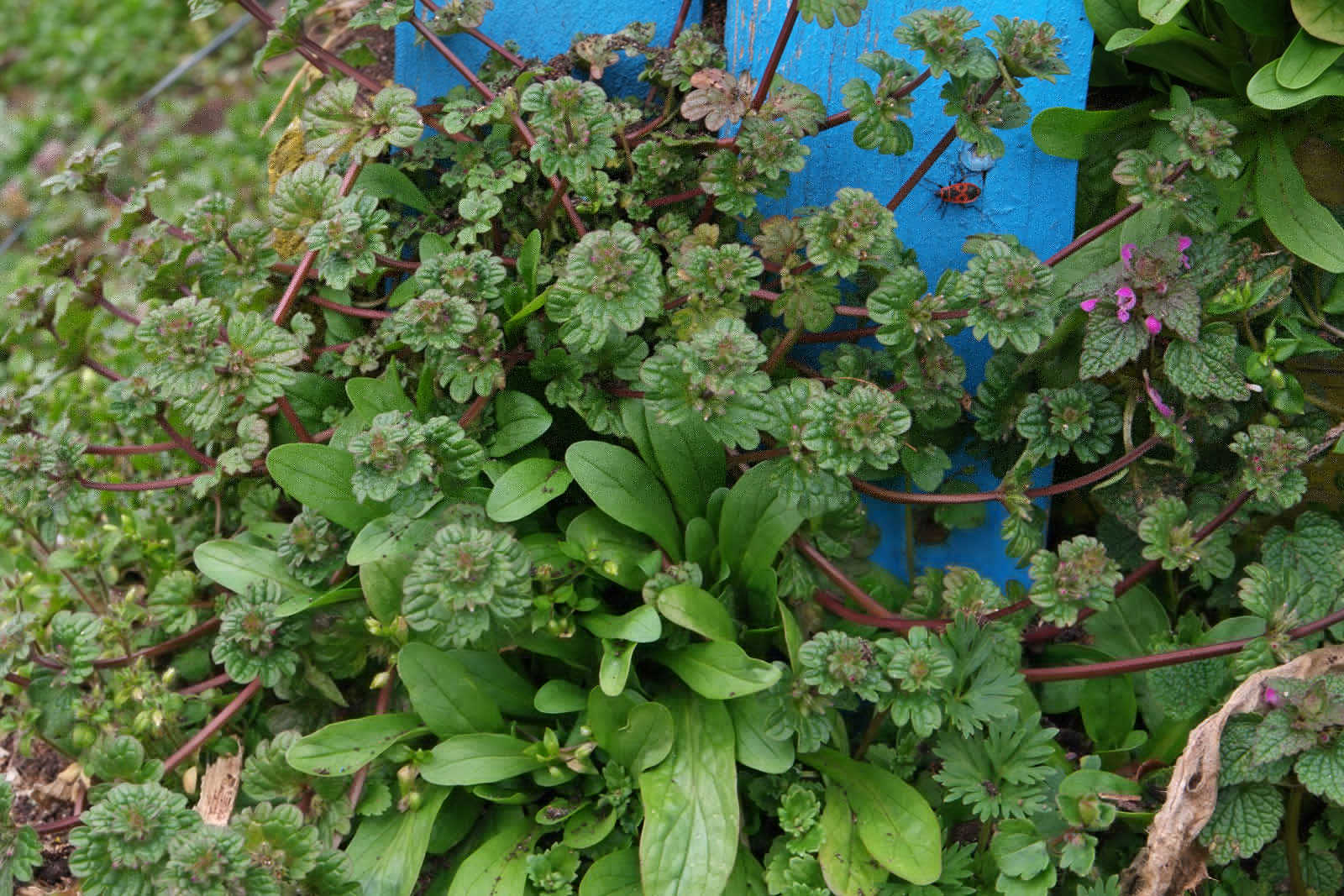 Lamium amplexicaule