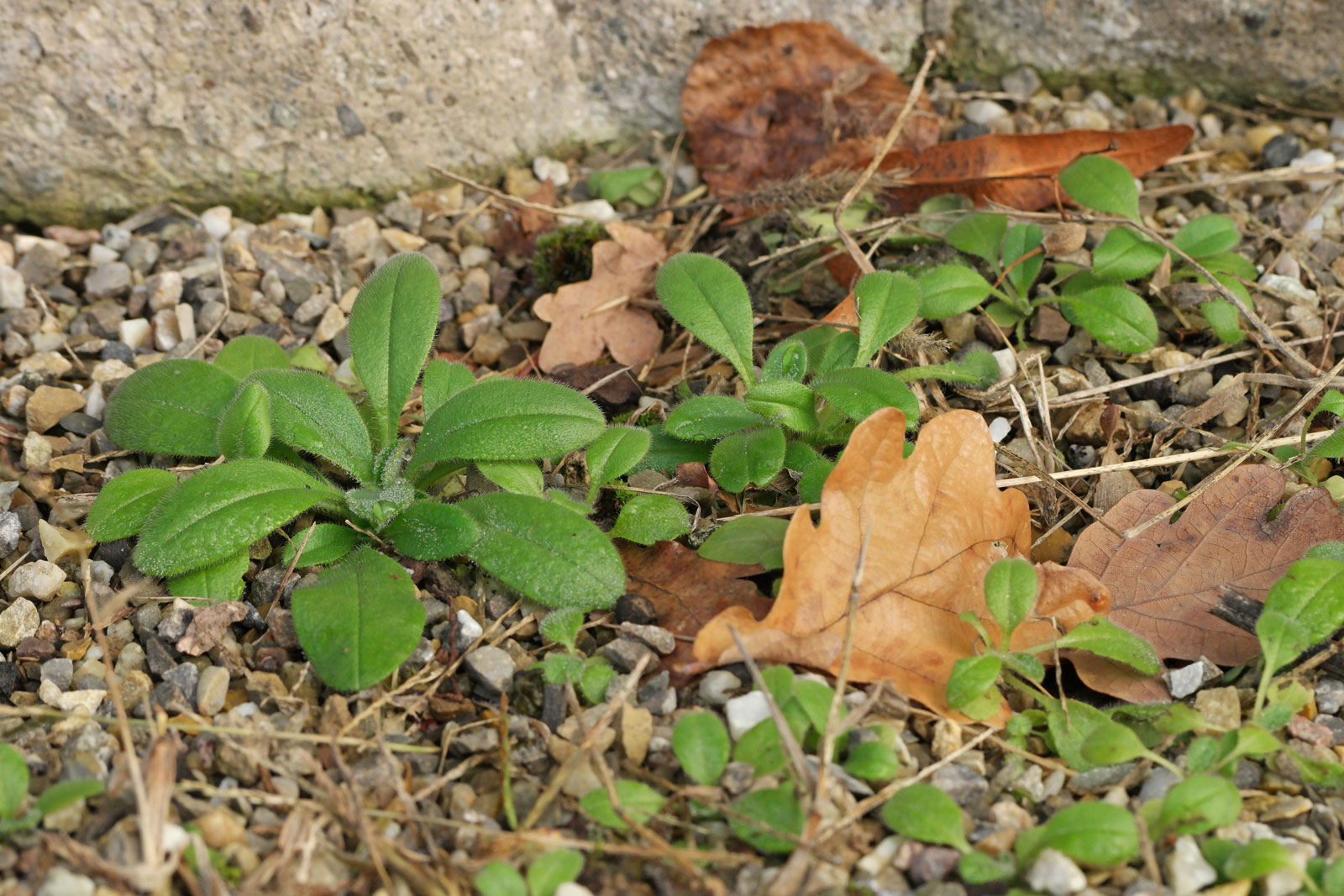 Myosotis arvensis