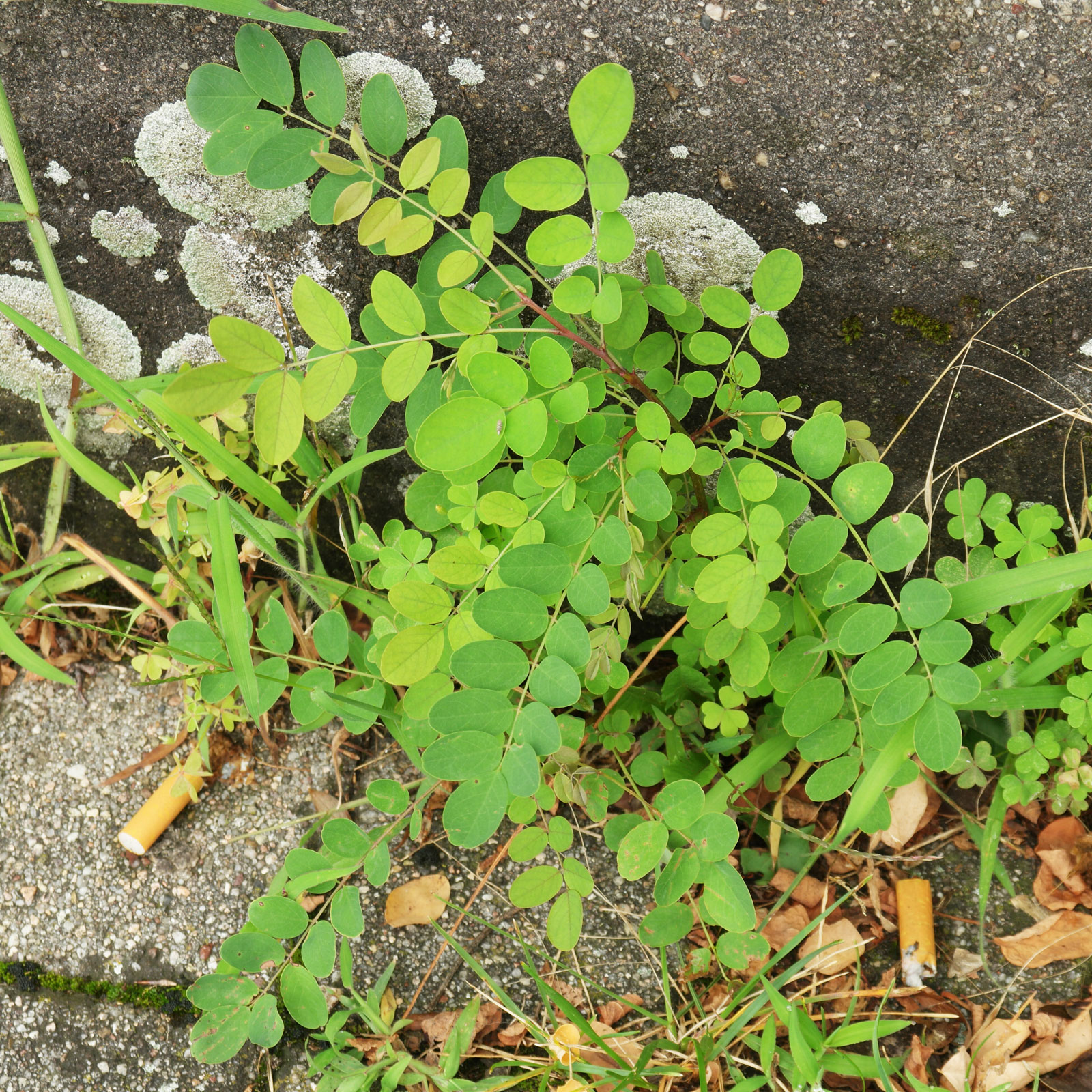 Robinia pseudoacacia