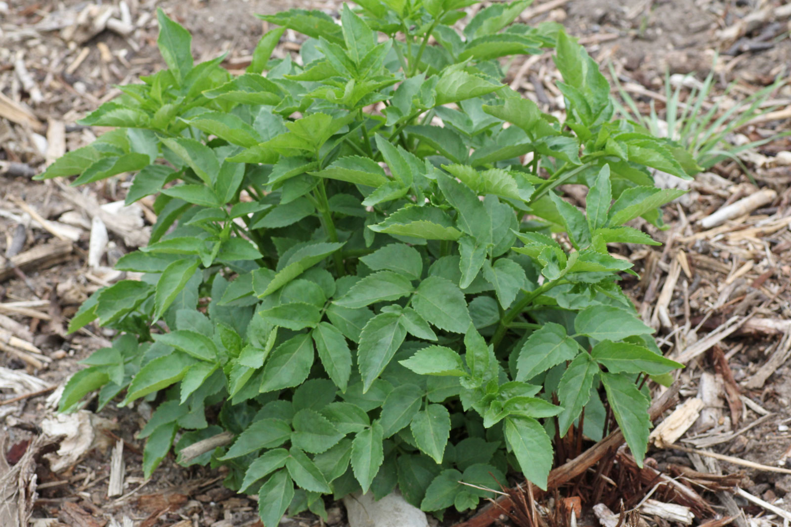 Sambucus nigra