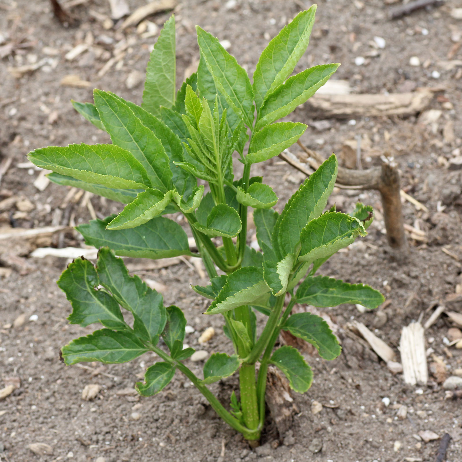 Sambucus nigra