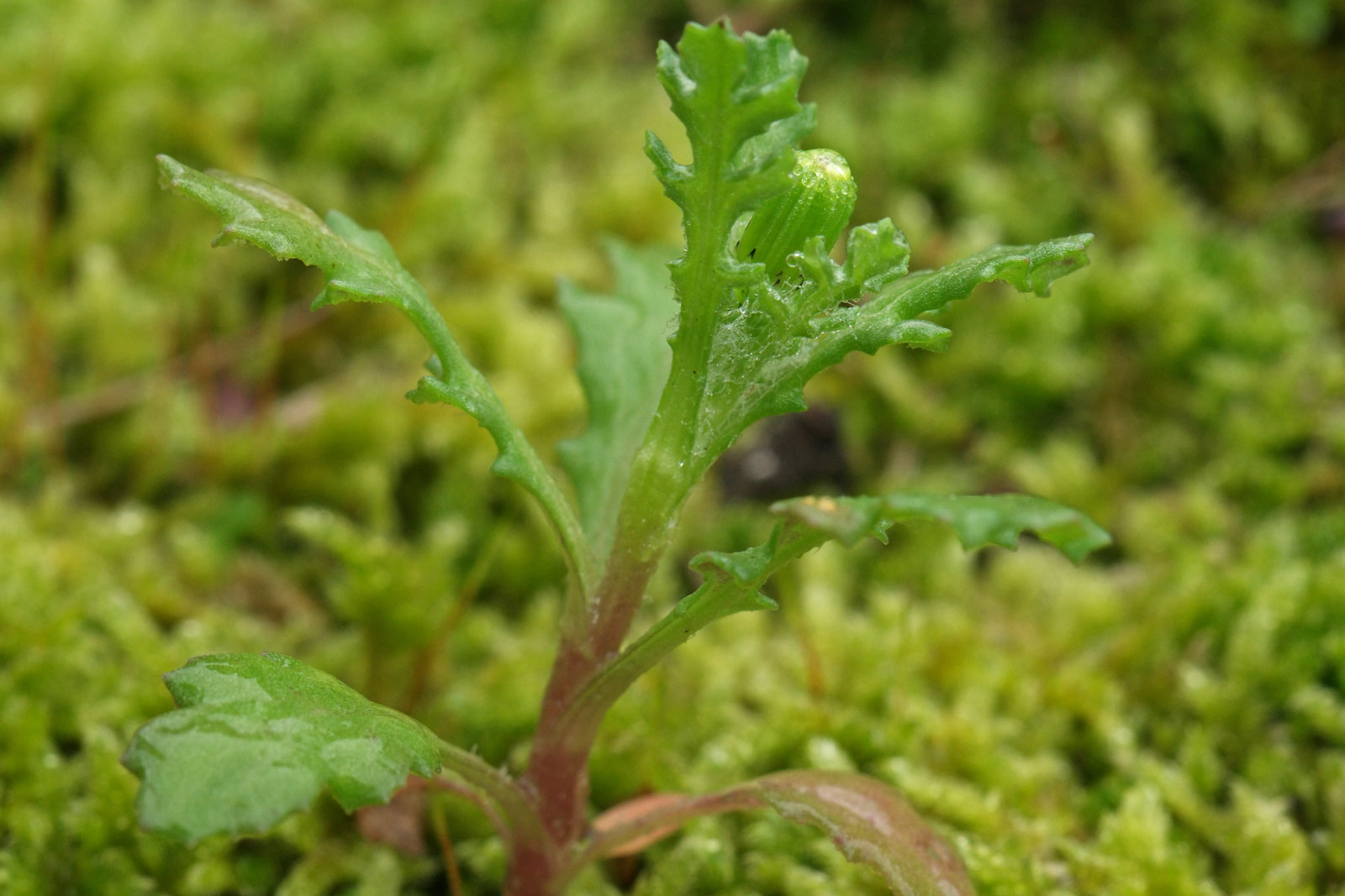 Senecio vulgaris