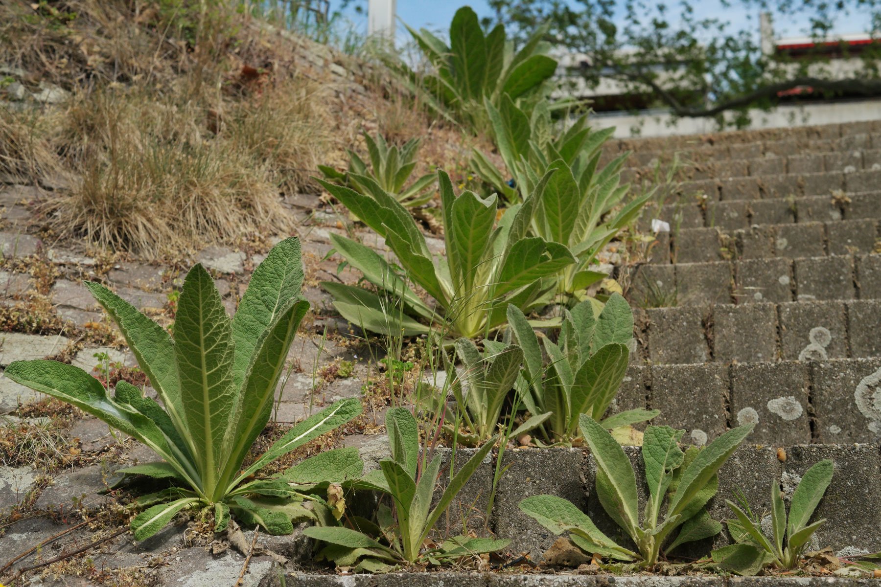 Verbascum thapsus