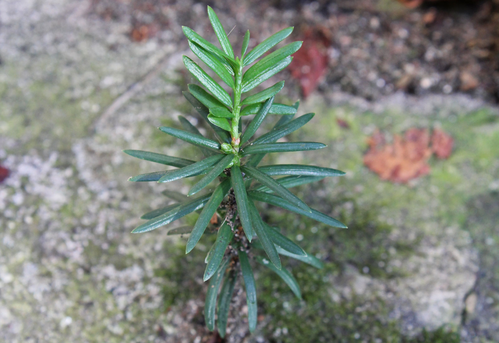 Taxus baccata