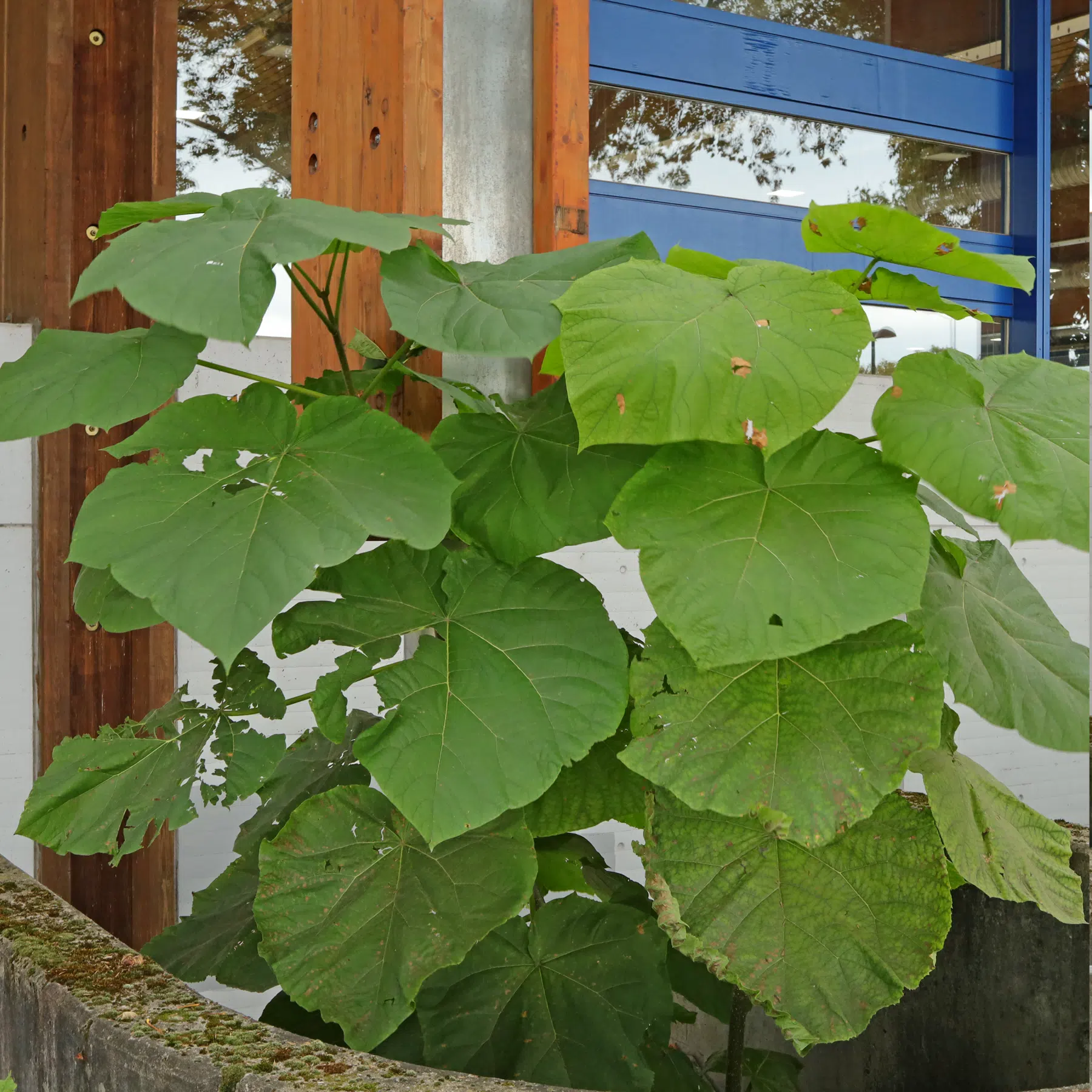 Paulownia tomentosa