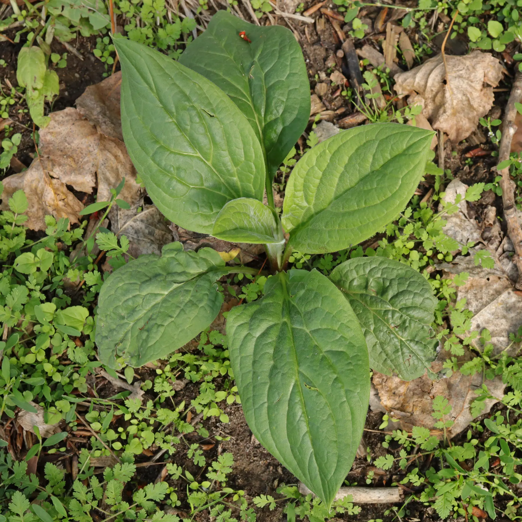 Cynoglossum officinale