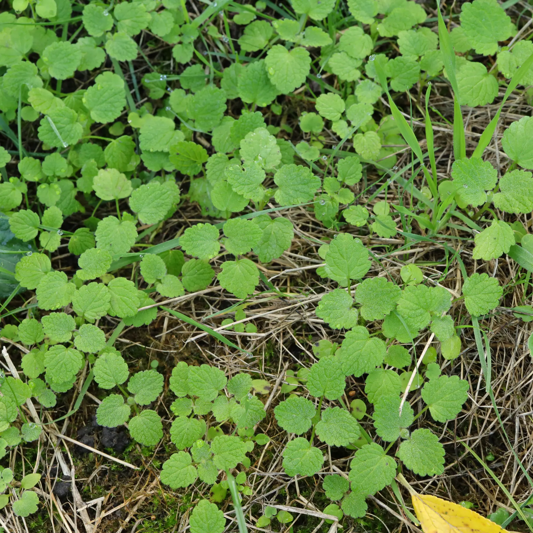 Lamium purpureum