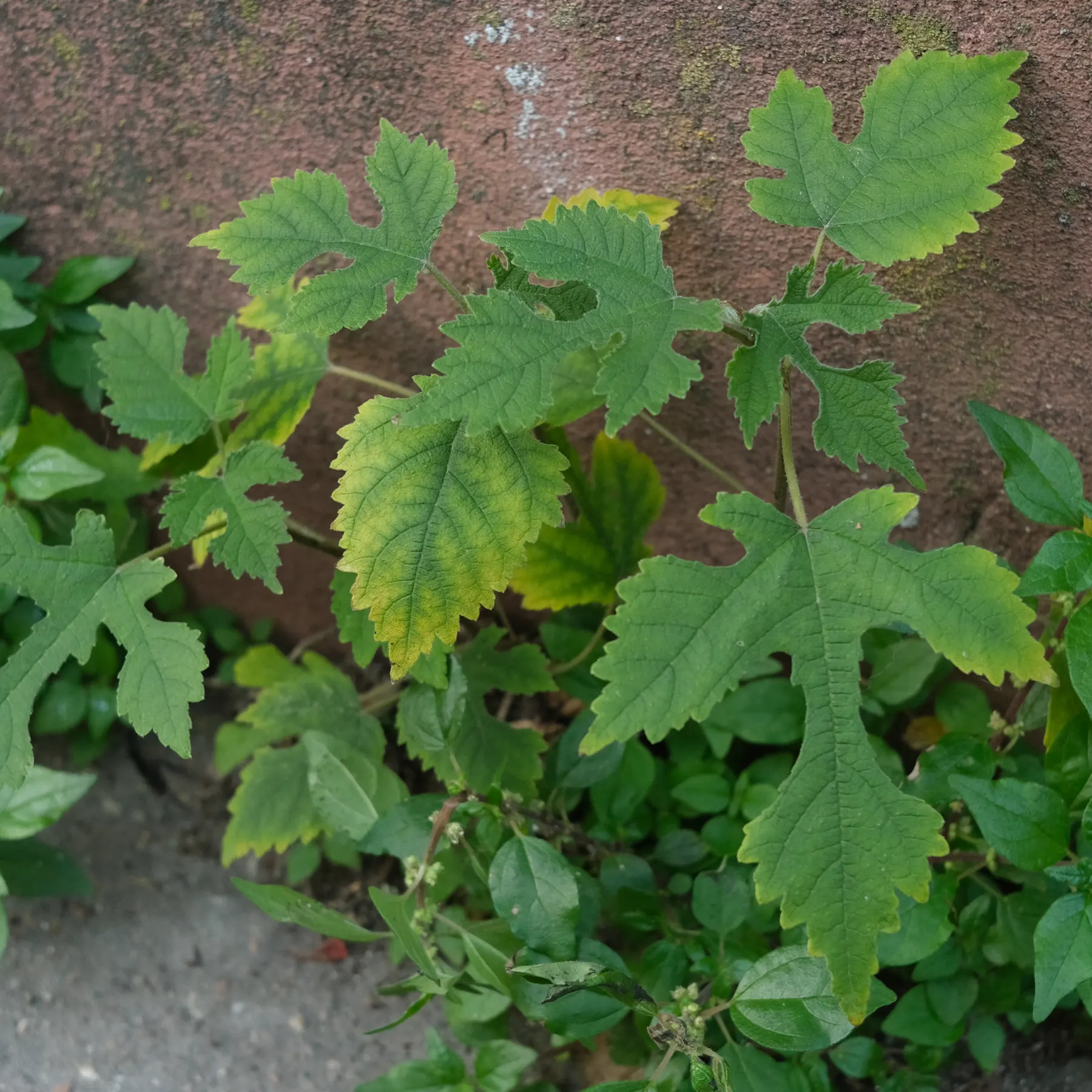 Broussonetia papyrifera