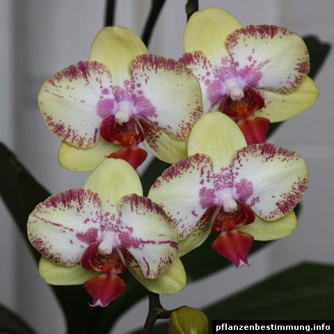 phalaenopsis brother love