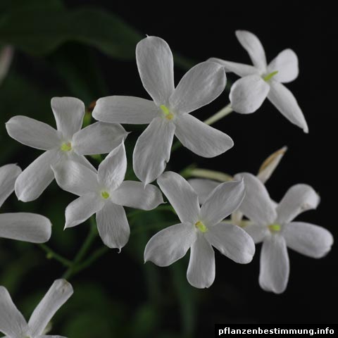 jasminum polyanthum