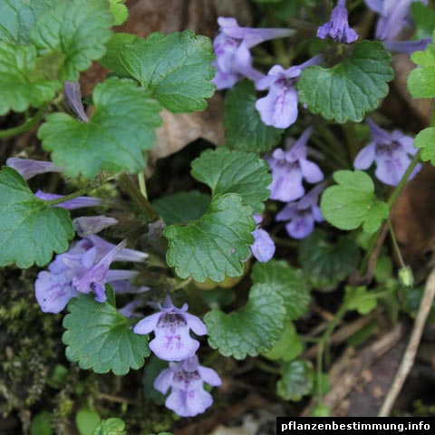 glechoma hederacea