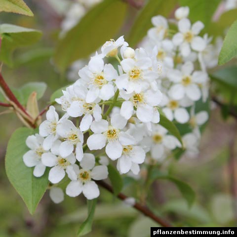 prunus padus