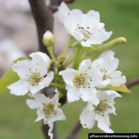 pyrus pyrifolia