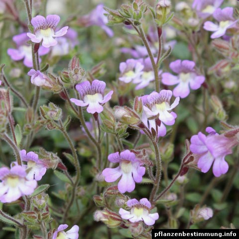 chaenorhinum origanifolium