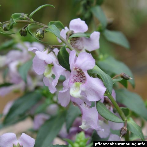 angelonia angustifolia