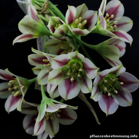 Allium siculum