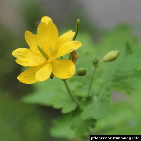 Chelidonium majus Pleniflorus