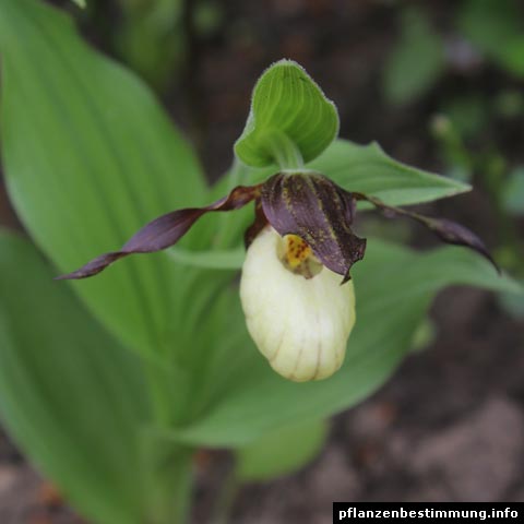 Cypripedium calceolus