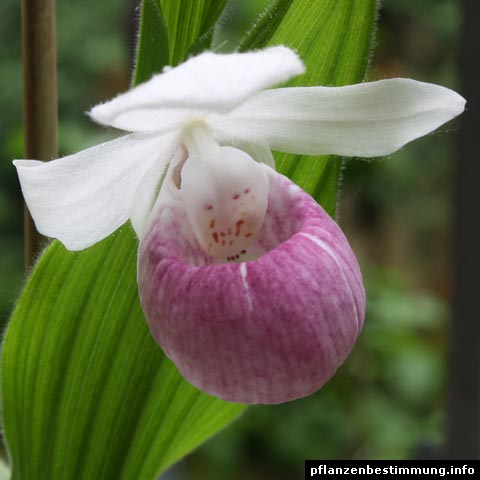 Cypripedium reginae