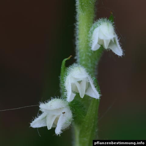 Goodyera repens