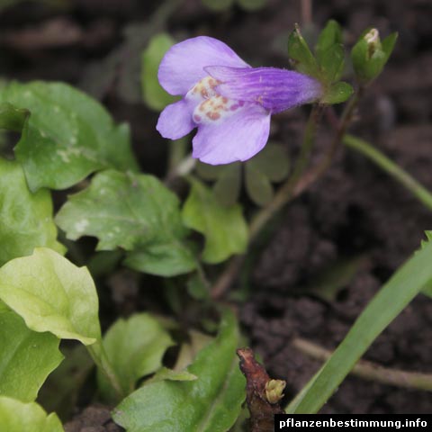 Mazus reptans