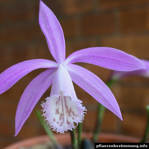 Pleione formosana