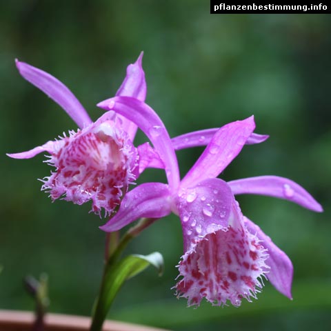 Pleione limprichtii